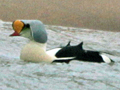 King Eider